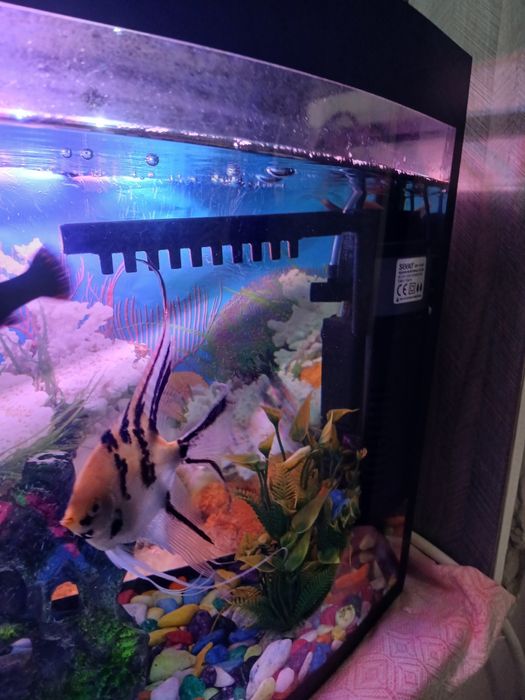 Продаю срочно аквариум