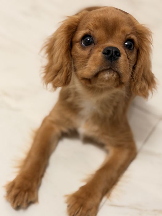 Cavalier king charles Spaniol