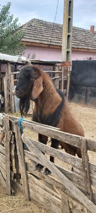 Țap Anglo Nubian 2000 lei negociabil