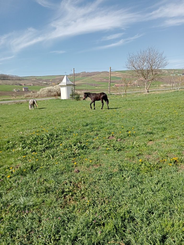 Vind mînz de nouă luni