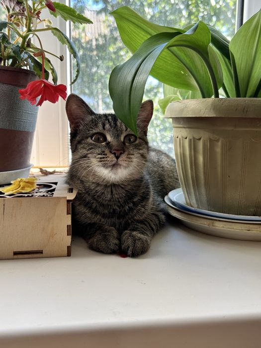 котенок девочка в добрые руки