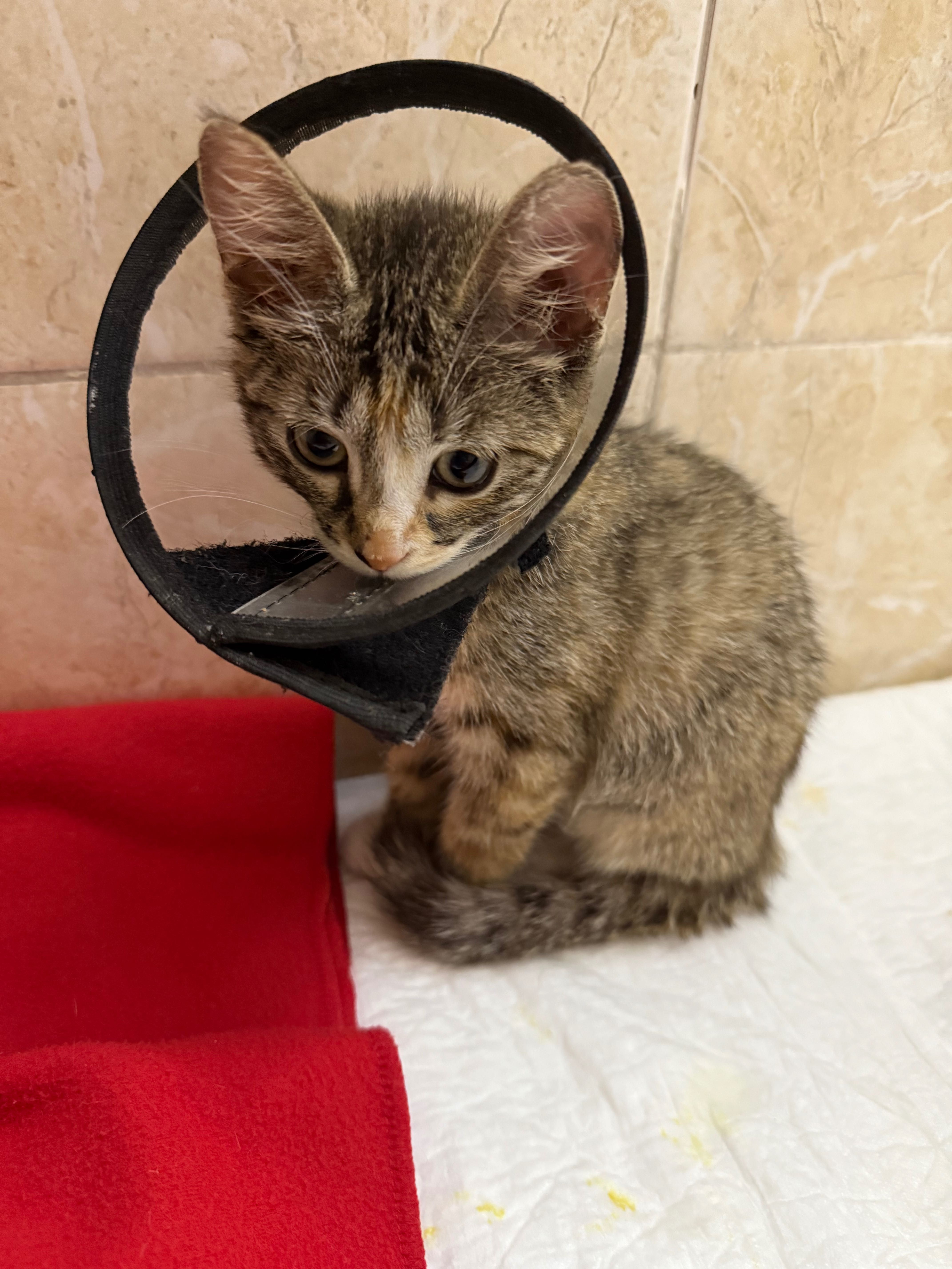 Котят в добрые руки, приютить