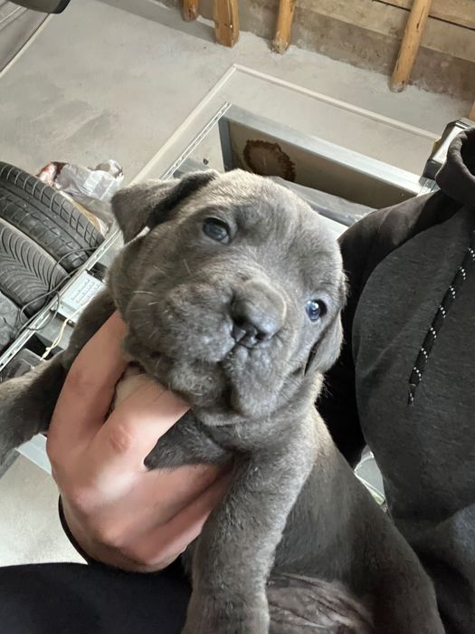 Cane corso чистокръвни