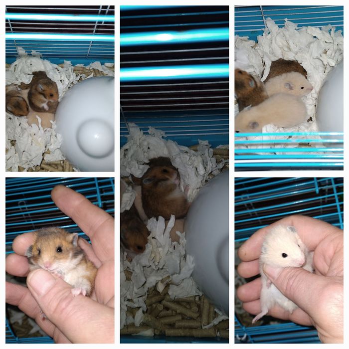 Шустрые хомячки молодняк Смотрите 6фото Читайте описании