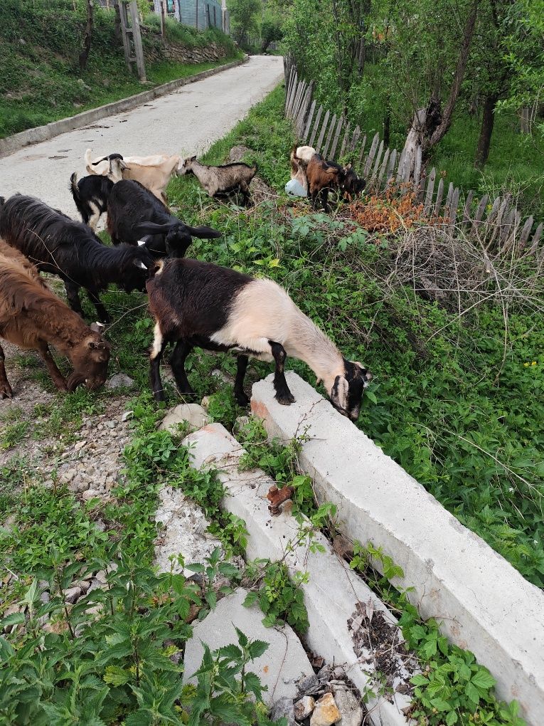 Capre și țap de vanzare