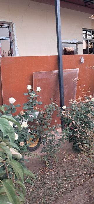 Polga tayor rosiyiski dispilar