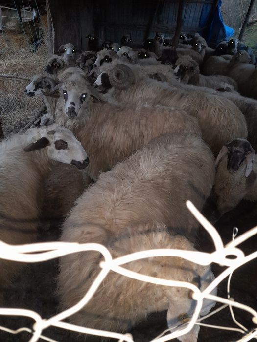 Vând oi rasa Breaze de ținut oile