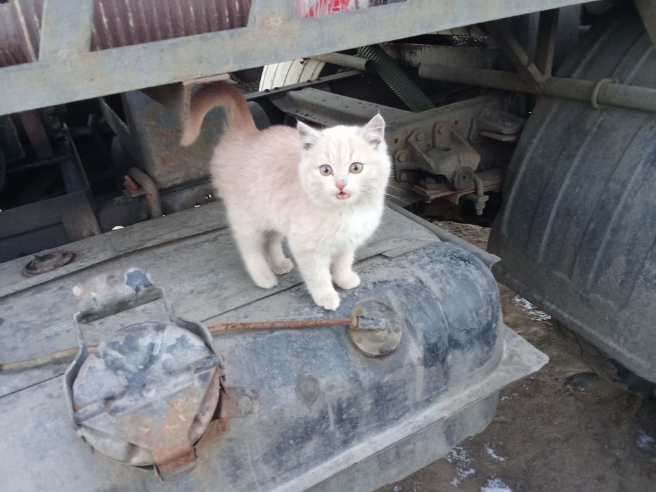 Отдам в добрые руки