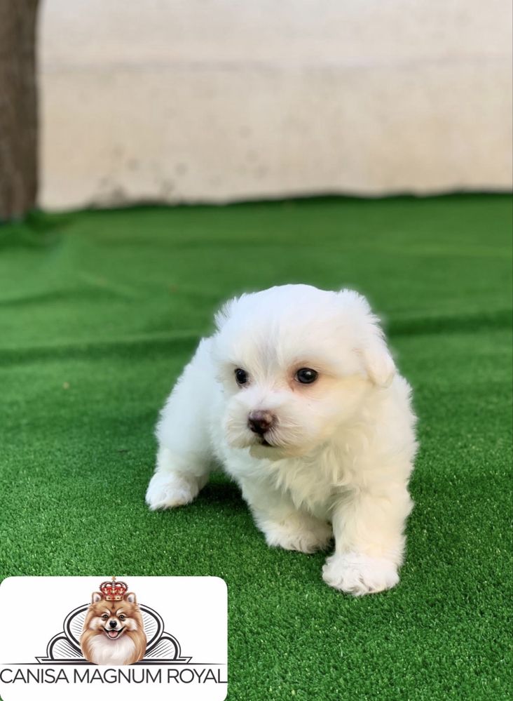 Bichon maltez mini toy