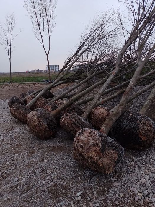 Mesteacăn Tei platani Stejar artari