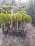 Plante ornamentale rafinate ce adaugă stil și armonie