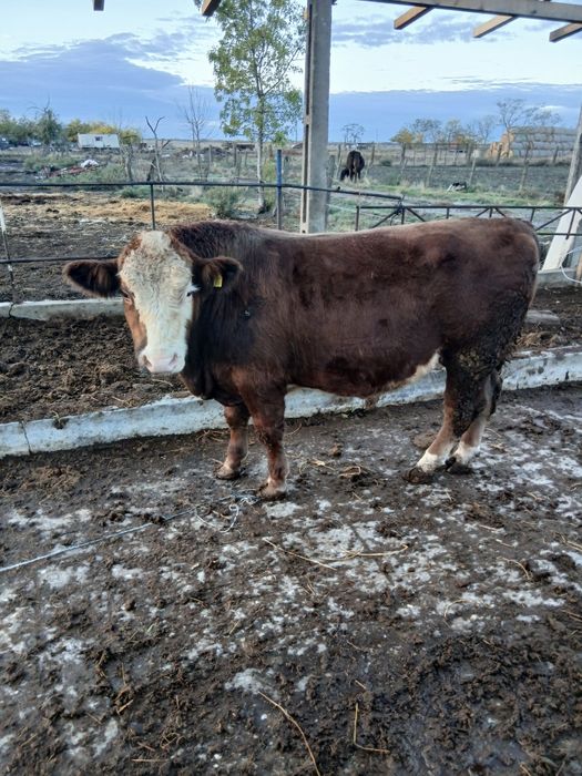 Vand un vitel aproximativ 500 kg