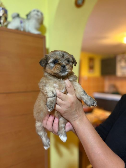 Fetita bichon havanez