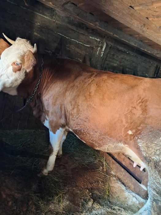 Vand o junica la prima fatare cu vitel de 5 saptamani