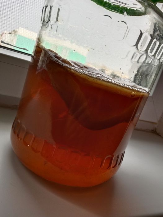 Продаю чайный гриб