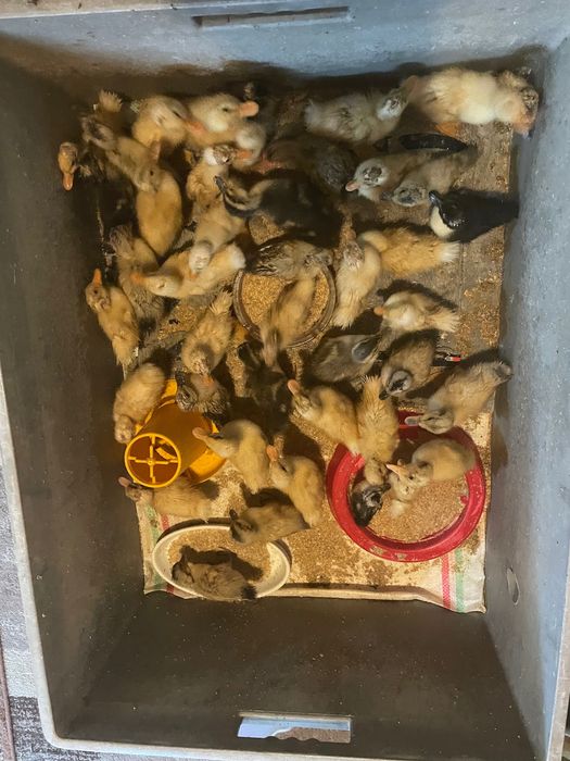 Rațe și boboci Rouen