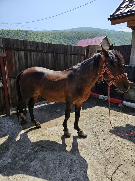 Vand armasar cuminte