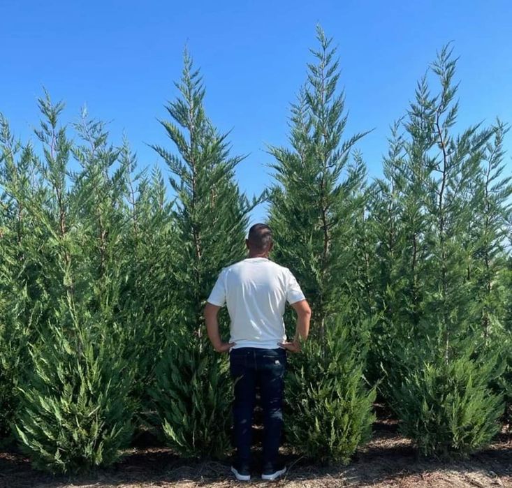 Pepinieră chiparos cupresus leylandi