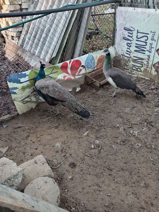 Vând pereche păuni maturi