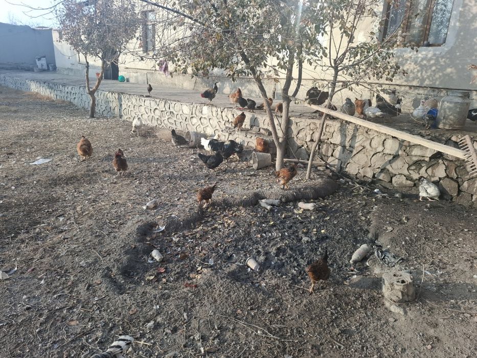 Тавук индуваткала сотилади хамаси соглом