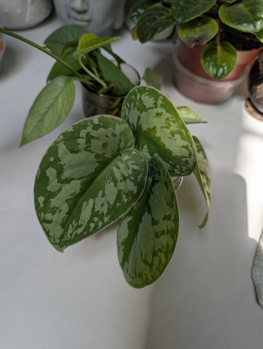 Flori de apartament