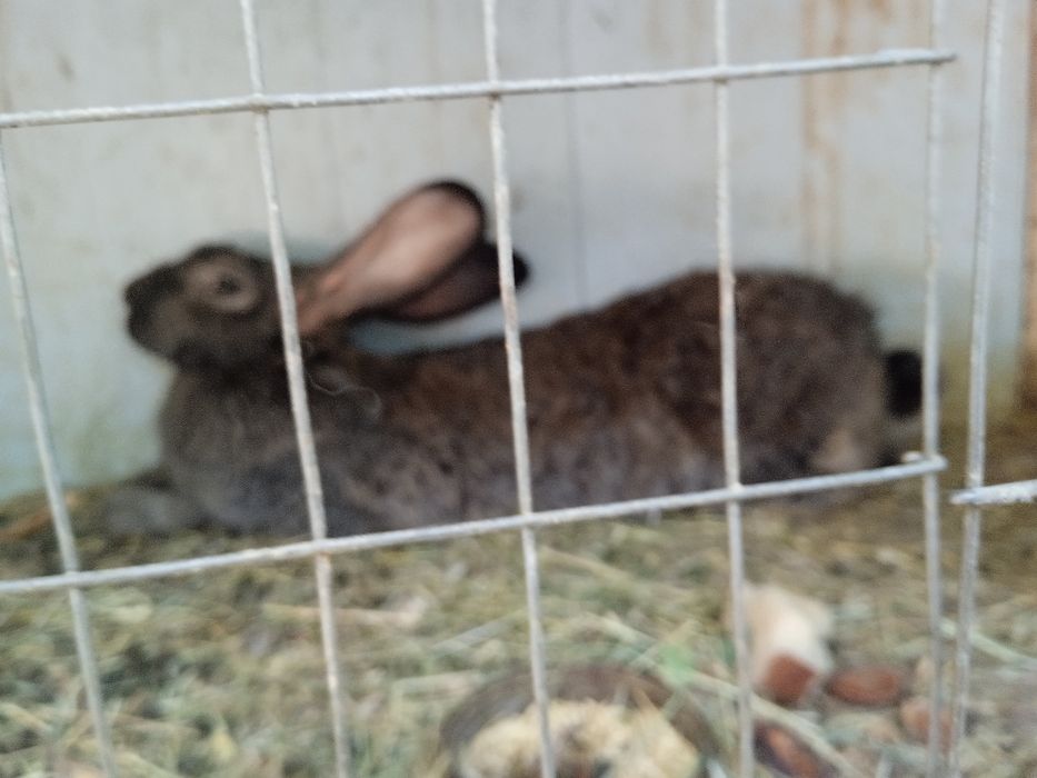 Куен сотилади ургочи