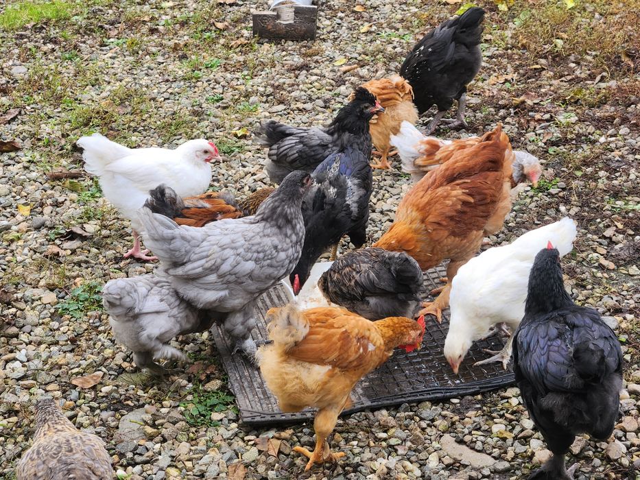 Pui Australorp,Brahma,Araucana dar si alte rase de peste3 lunii