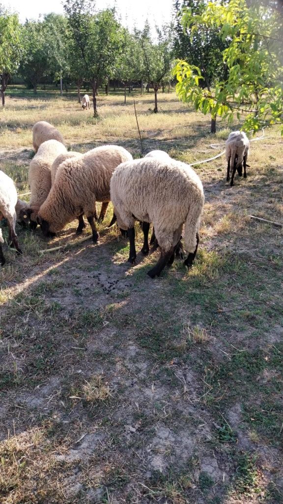 Vând oi tigai și miei