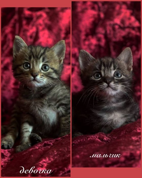 Брат и сестренка ищут семью!