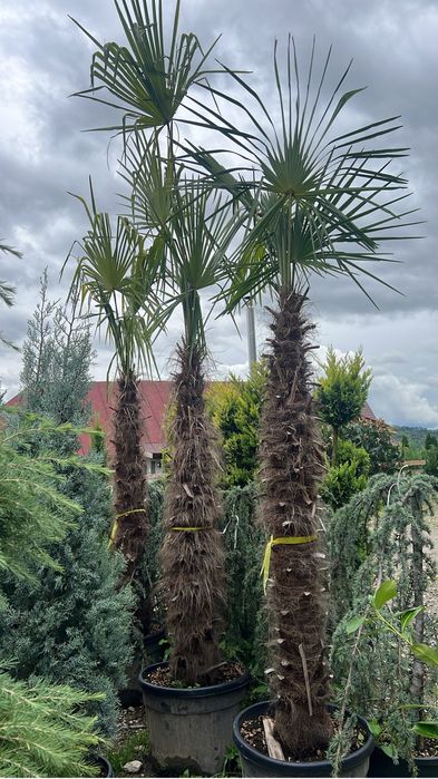 Cupressus arizonica leylandii plante ornamentale orice specie