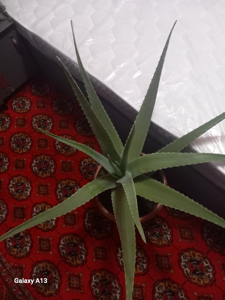 7 yillik aloe guli