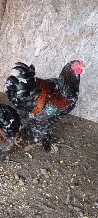 Cocos Brahma Porțelan