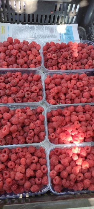 Butas Zmeura remontant