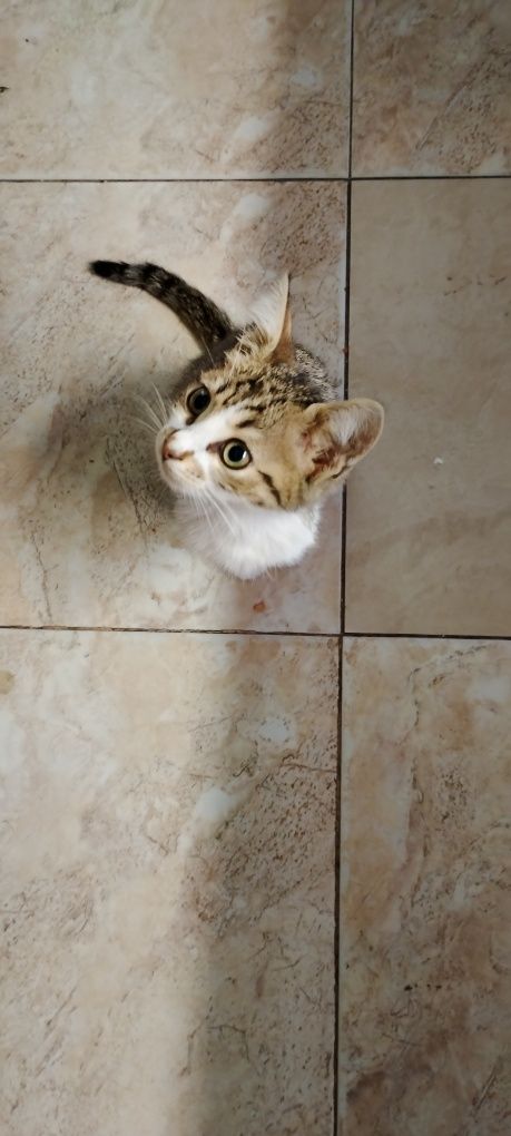 Мъжки котарак-Мъри