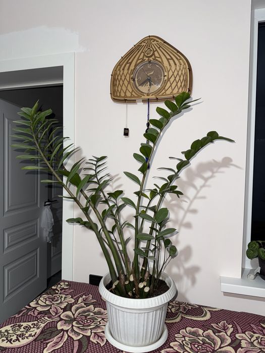 Продаю Комнатные цветы Доллор