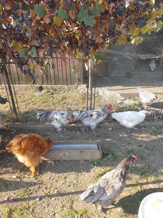 Cocosi Australorp si Wyandotte argintiu