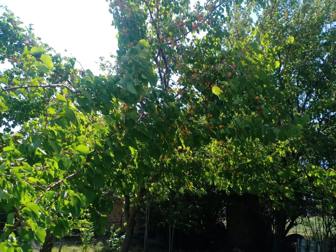 Өрік сатылады свежи