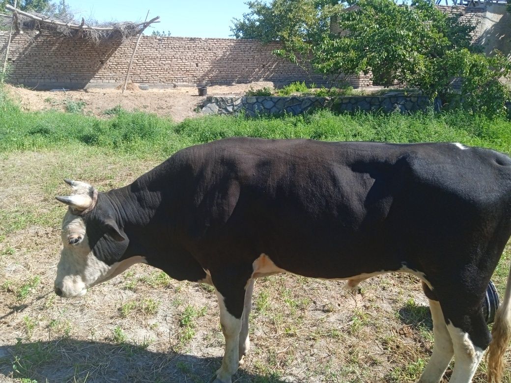 Qora buqa. Boqilmagan kelishamiz