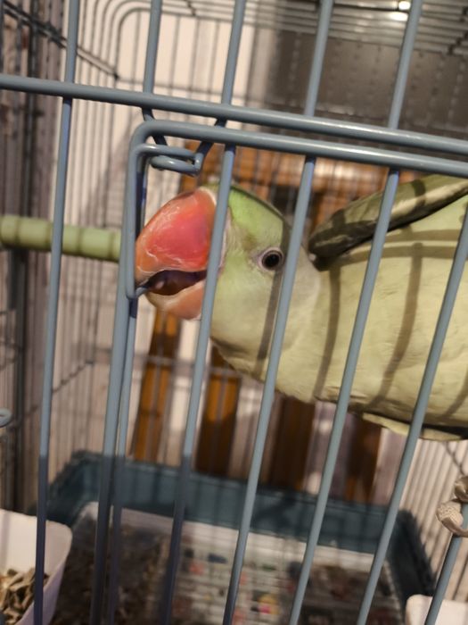 Vand Marele Alexandru Varsta 10 luni bland crescut la seringa