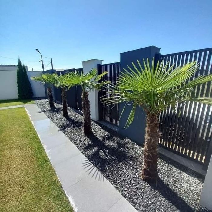 Leylandi cupressus, Livrare gratuita oriunde în Țară