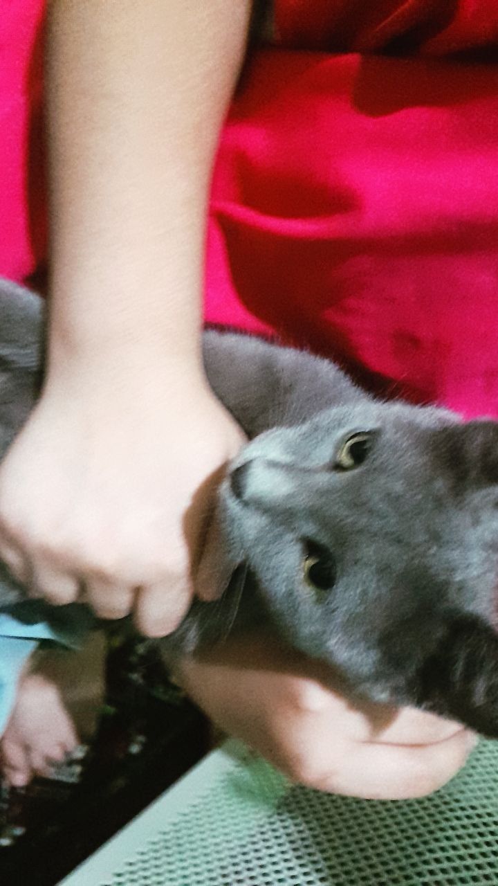 Zotdor kulrang Mushuk