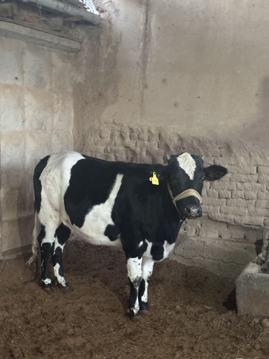 2ta tanalar sotiladi