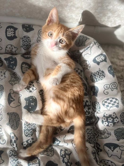 Отдам котенка в добрые руки!