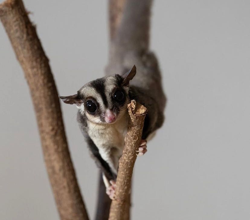 Sugarglider - veveriță zburătoare - veveriță marsupială