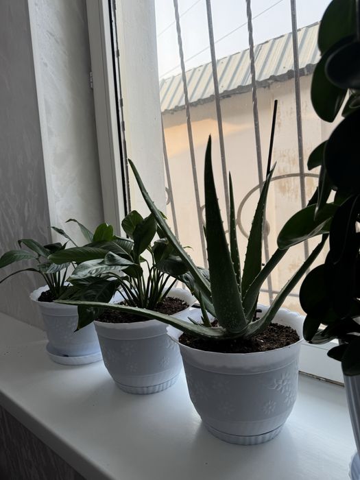 Продаються комнатные цветы