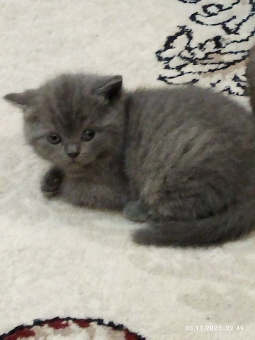 Девочка британка Скотиш страйт