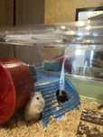 Hamster+cusca+accesorii+asternut si mancare