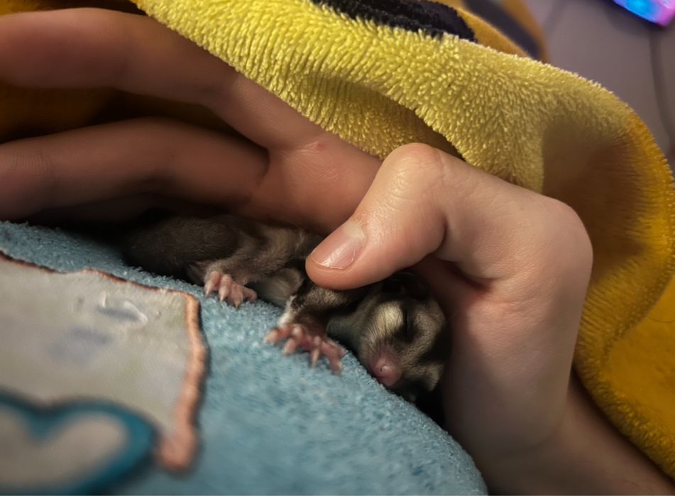 Sugar glider ( Veverita zburatoare )