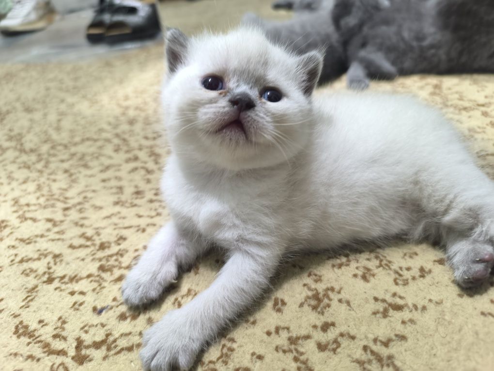 Шотландский чистокровные котята