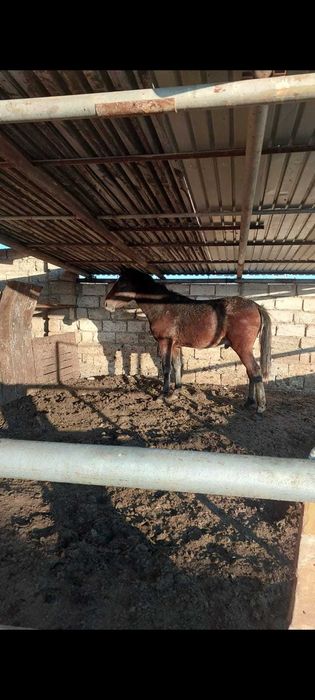 Таза қанды жылқы сатылады